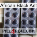 African Black Ant 31